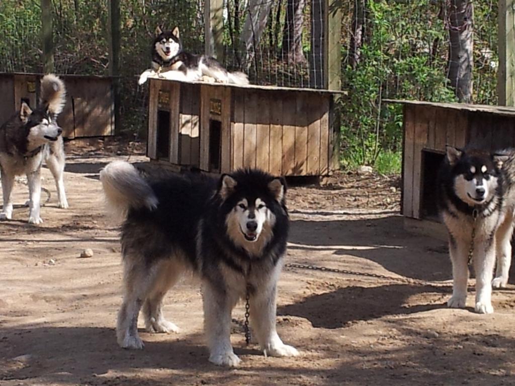Grangette Entre Chiens Et Loups Hotel L'Anse-Saint-Jean Exterior photo